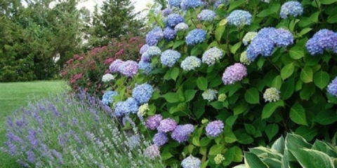 Kako hraniti hortenziju limunskom kiselinom: proporcije